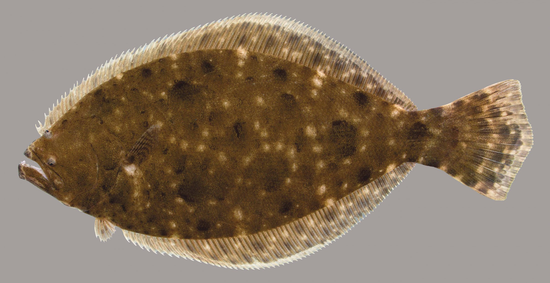 Southern Flounder Habitat