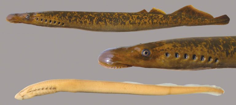 Sea Lamprey – Discover Fishes