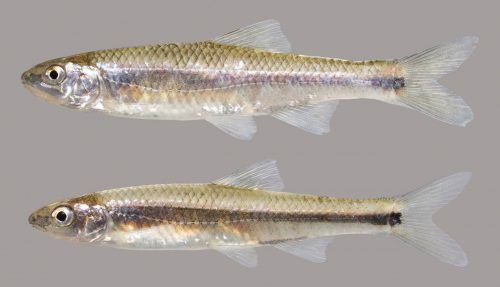 Bluestripe Shiner – Discover Fishes