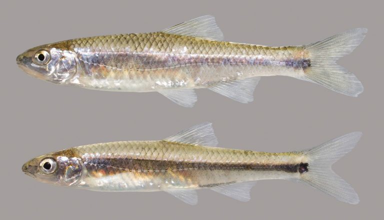 Bluestripe Shiner – Discover Fishes