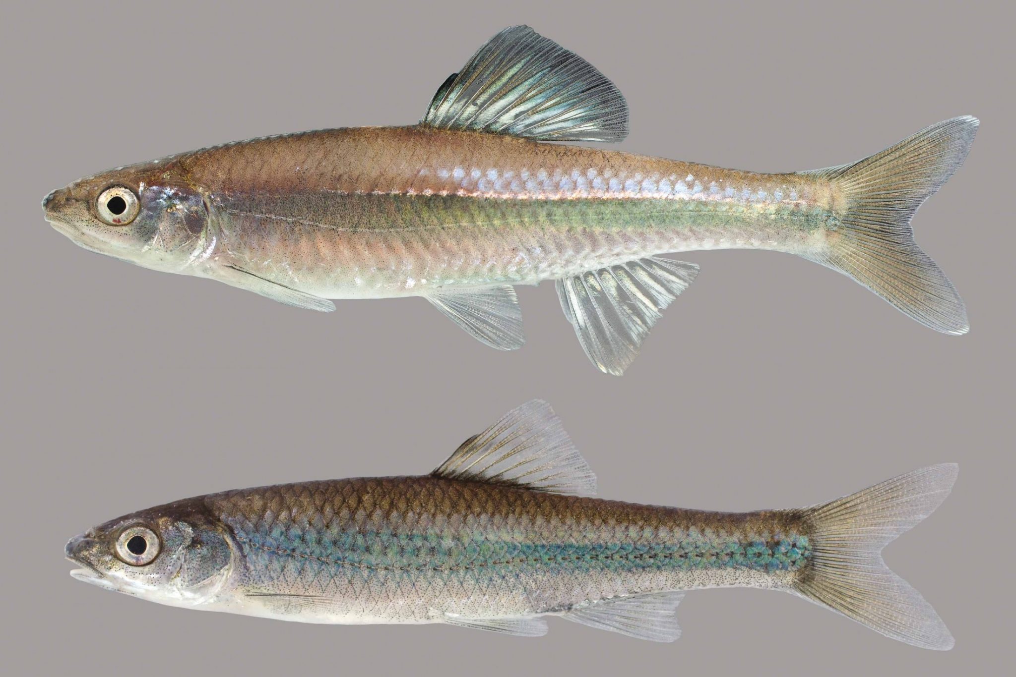 Bannerfin Shiner – Discover Fishes