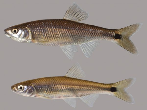 Blacktail Shiner – Discover Fishes