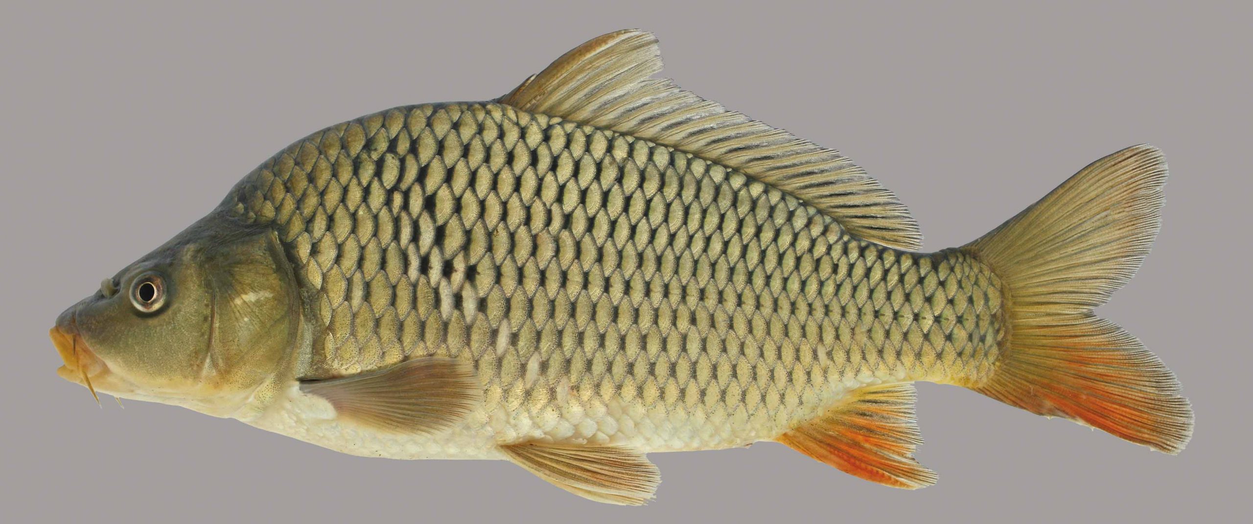 Common Carp - Plate 33 ScaleD