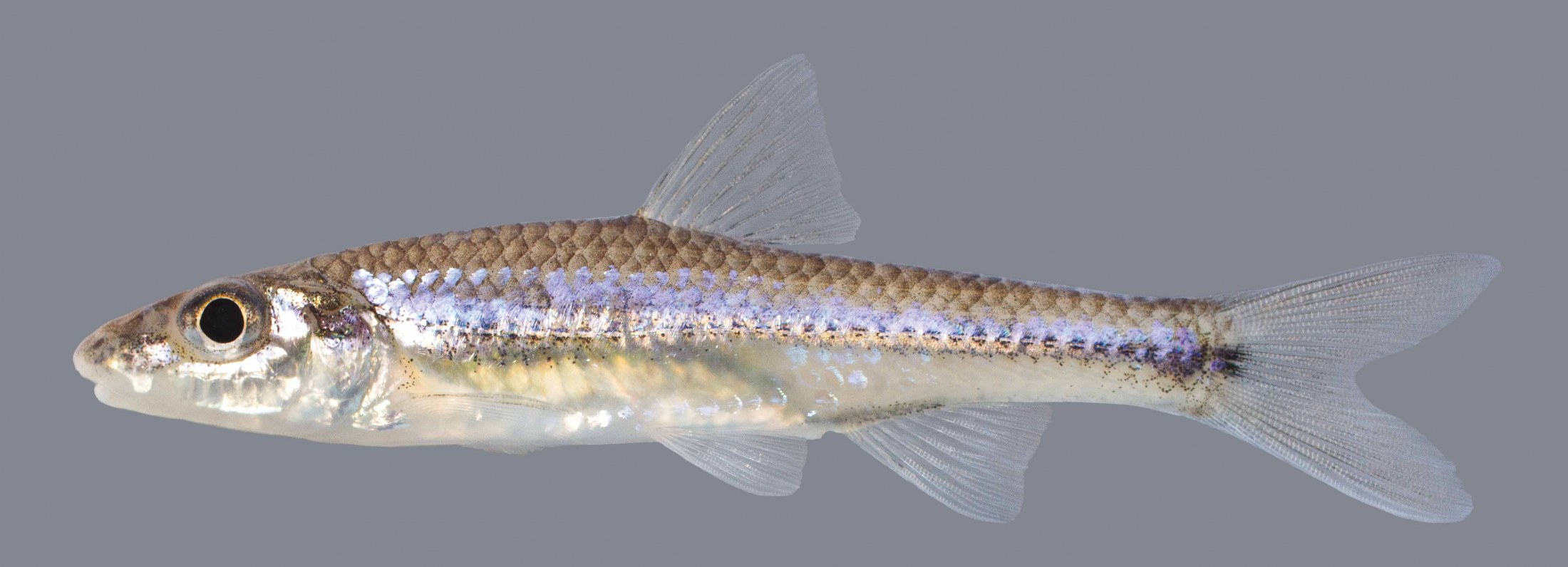 Longjaw Minnow Discover Fishes