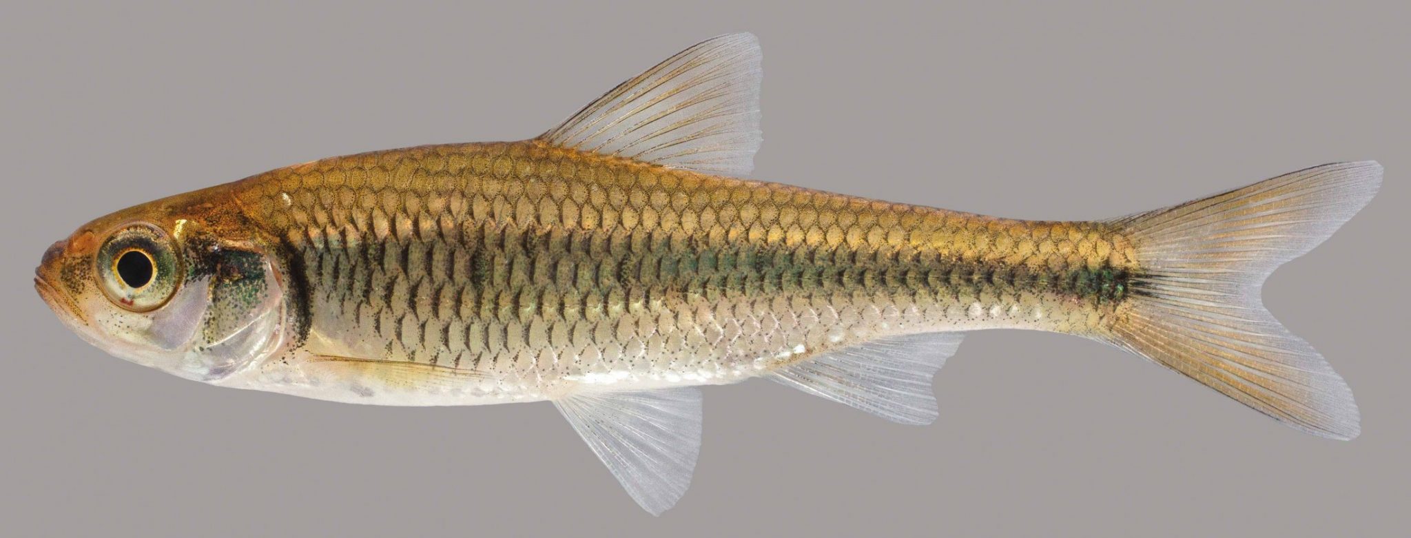 Striped Shiner – Discover Fishes