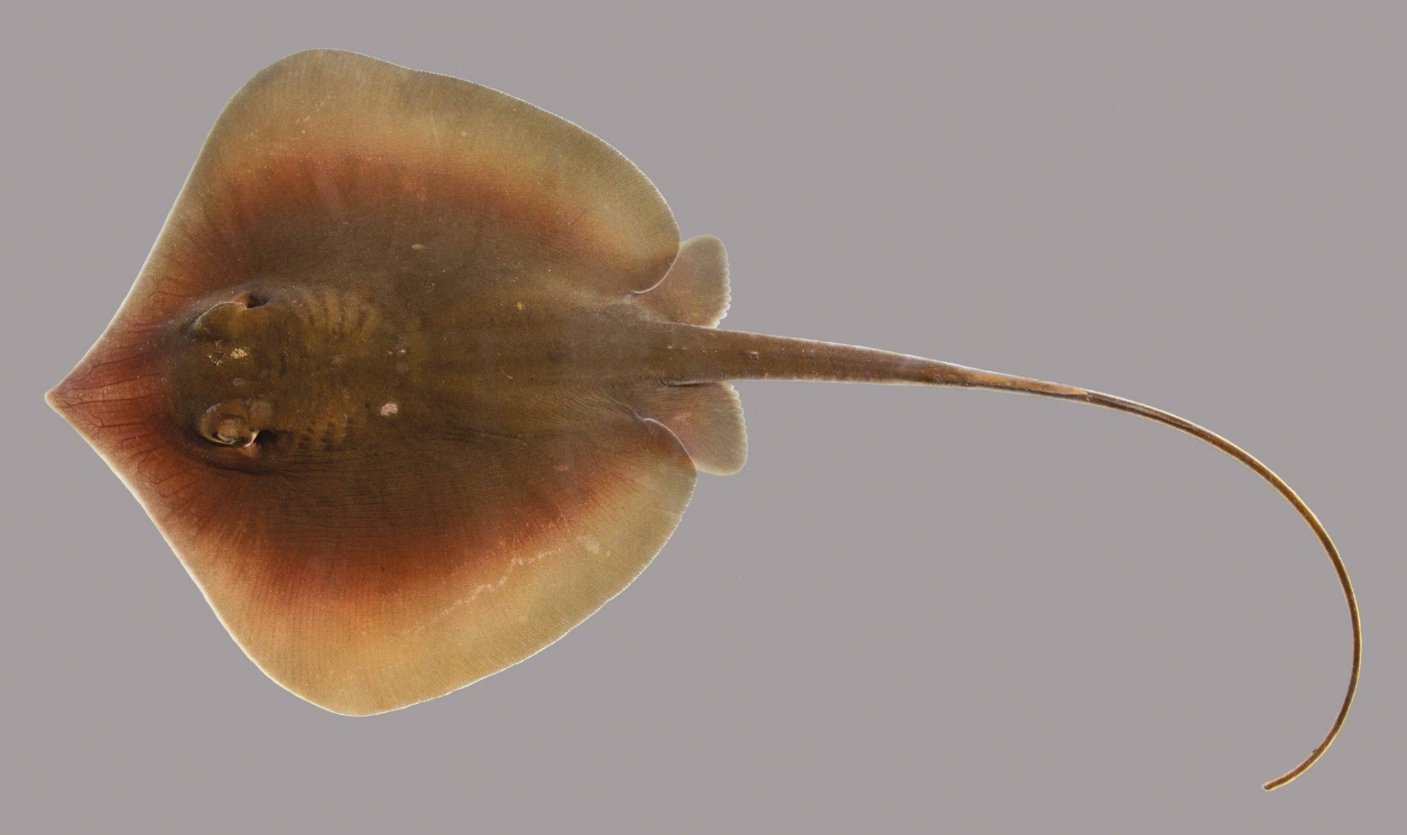 atlantic-stingray-discover-fishes