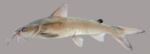 Hardhead Catfish – Discover Fishes