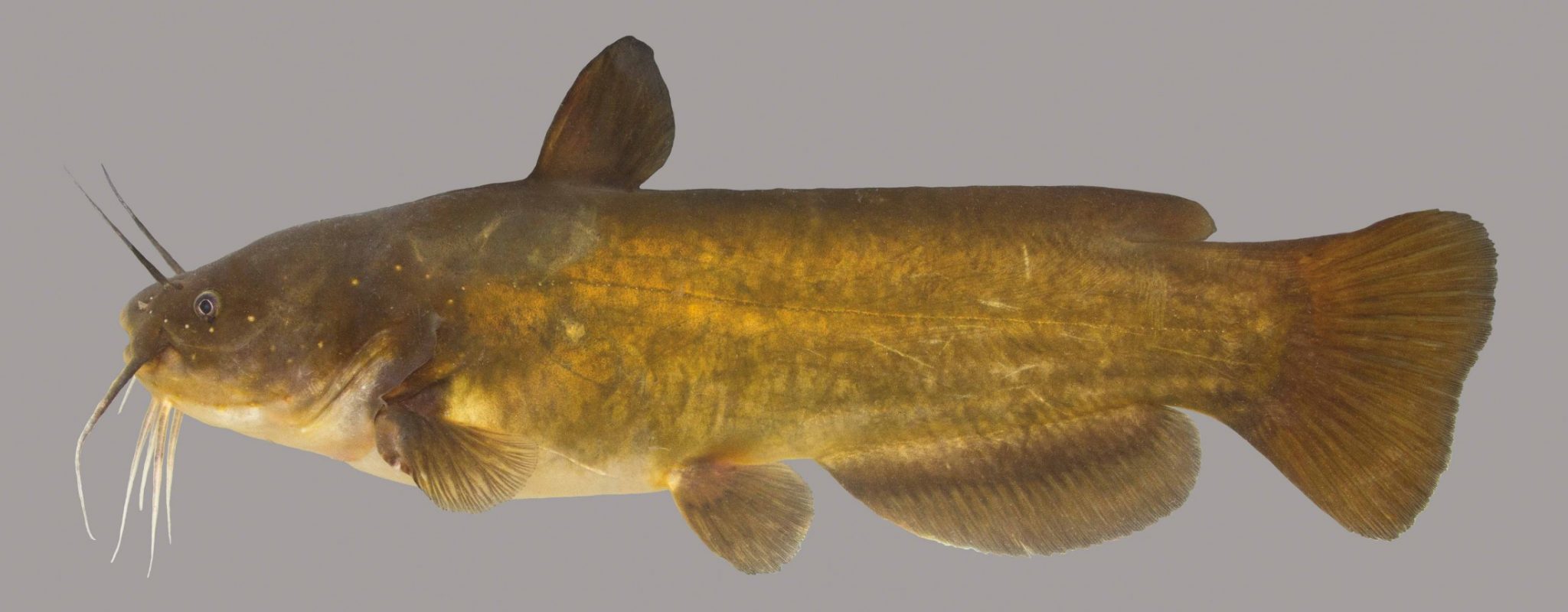 Yellow Bullhead Discover Fishes   Plate 78 2048x800 