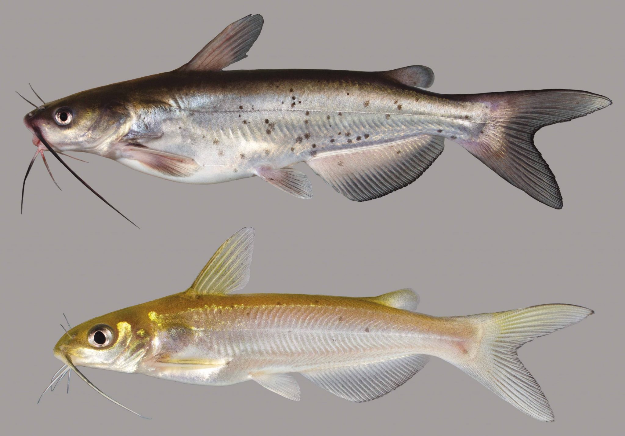 Catfish Species Of North America at Darryl Keefe blog