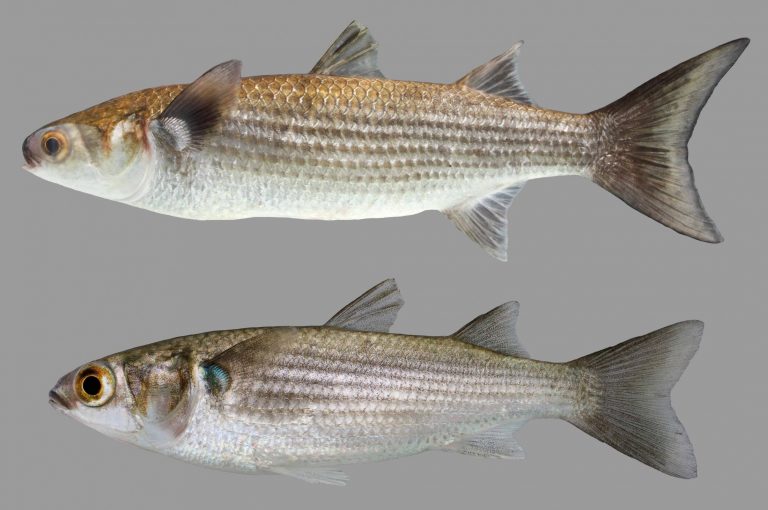 striped-mullet-discover-fishes