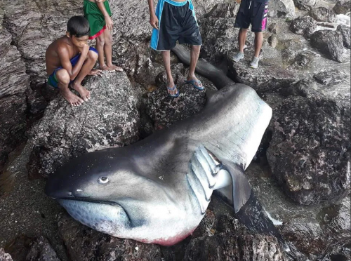 Gill Fishing: More than 70 sharks found dead on beach, Coast Guard