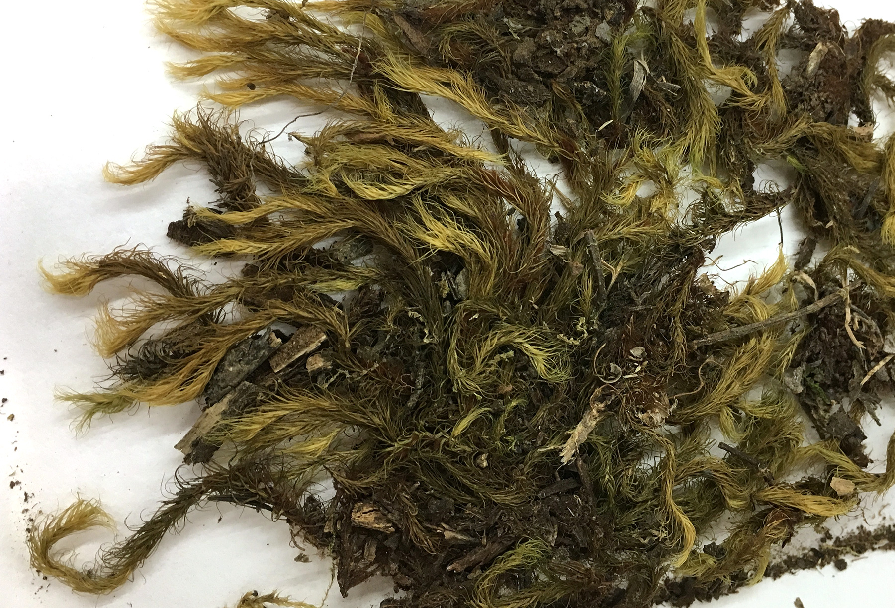 bryophyte-collection-university-of-florida-herbarium-flas