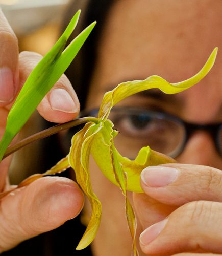 research-projects-university-of-florida-herbarium-flas