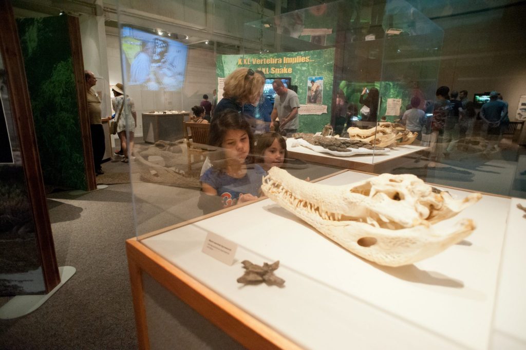 young visitors look at crocodile skull specimens in a glass case