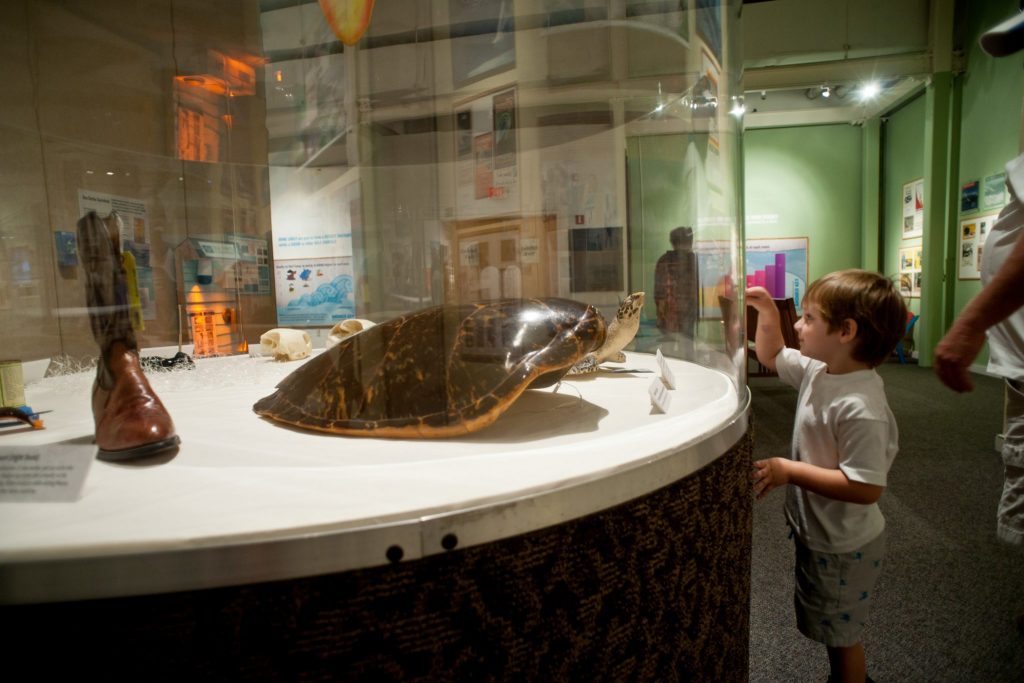 child looking into a glass display case containing a large turtle shell