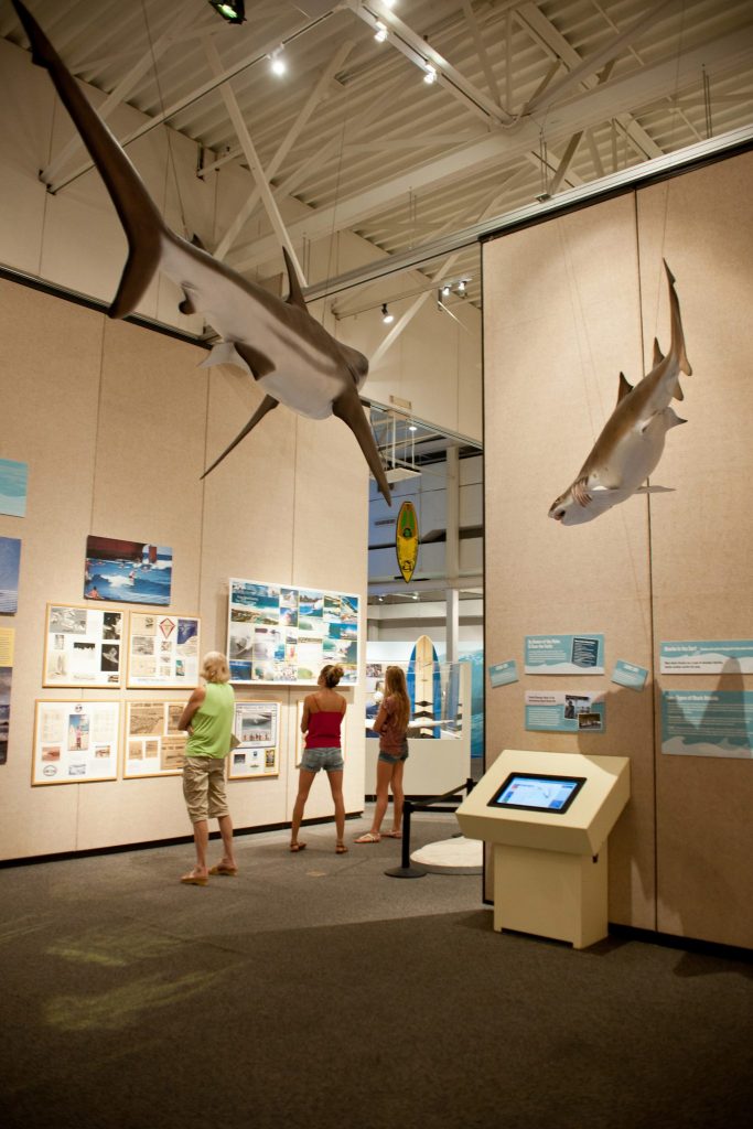 visitors read exhibit displays hung on the wall. Replica sharks hang from the ceiling above them