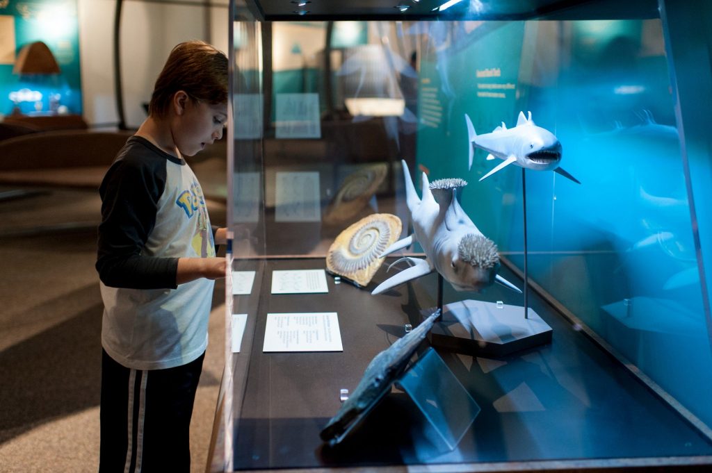 a young museum visitor reads the information sing in a glass case featuring several shark and sea creature models and fossils