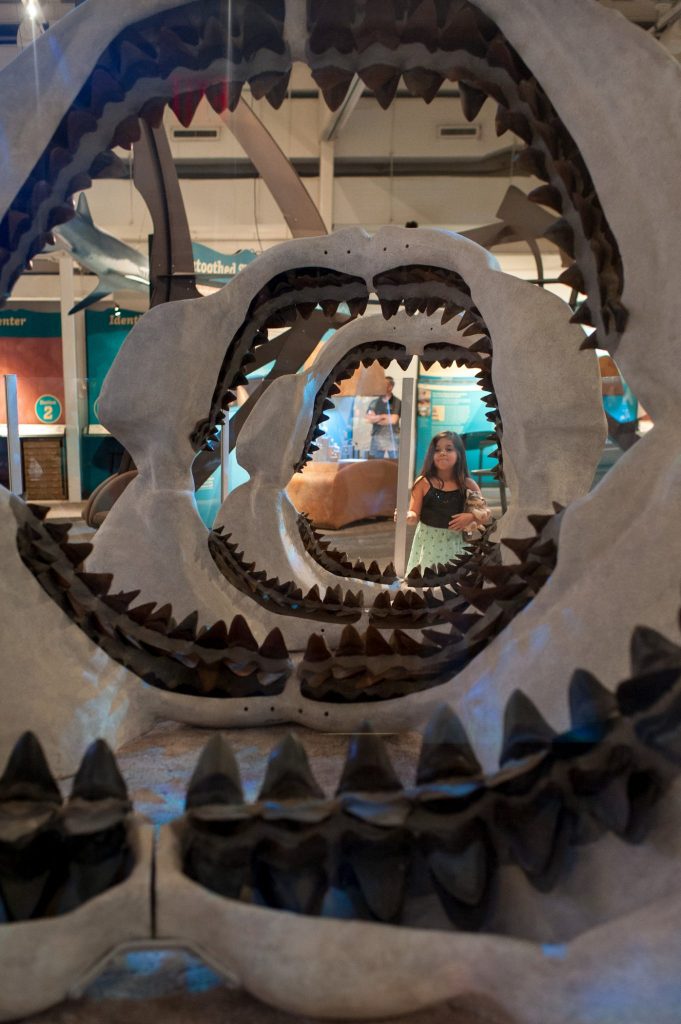 a young visitor looks through a display of several open shark jaws