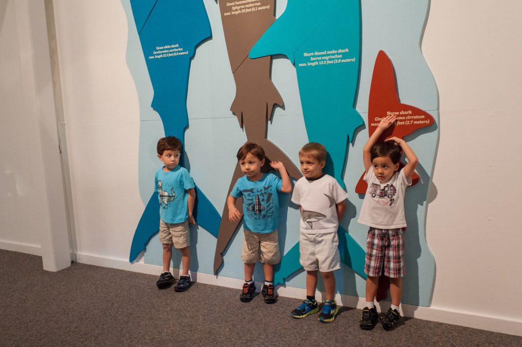four young children stand in front of a display showing the size difference of four species of sharks