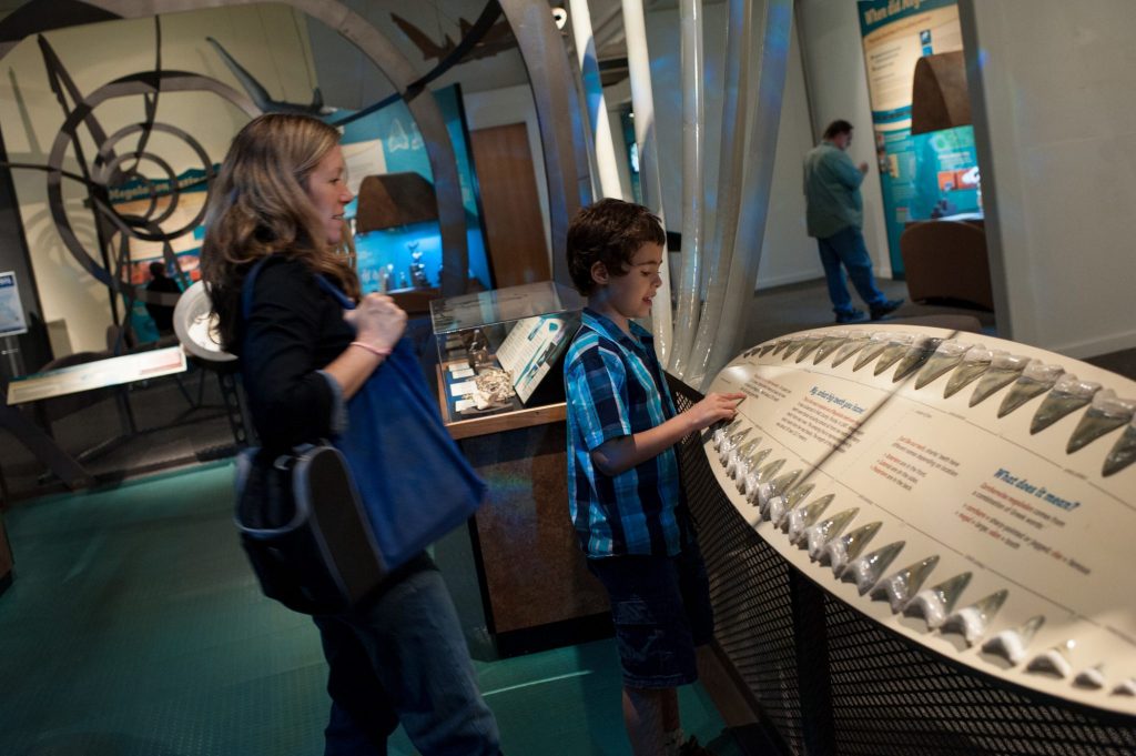 a young visitor reads the display featuring two rows of megalodon teeth