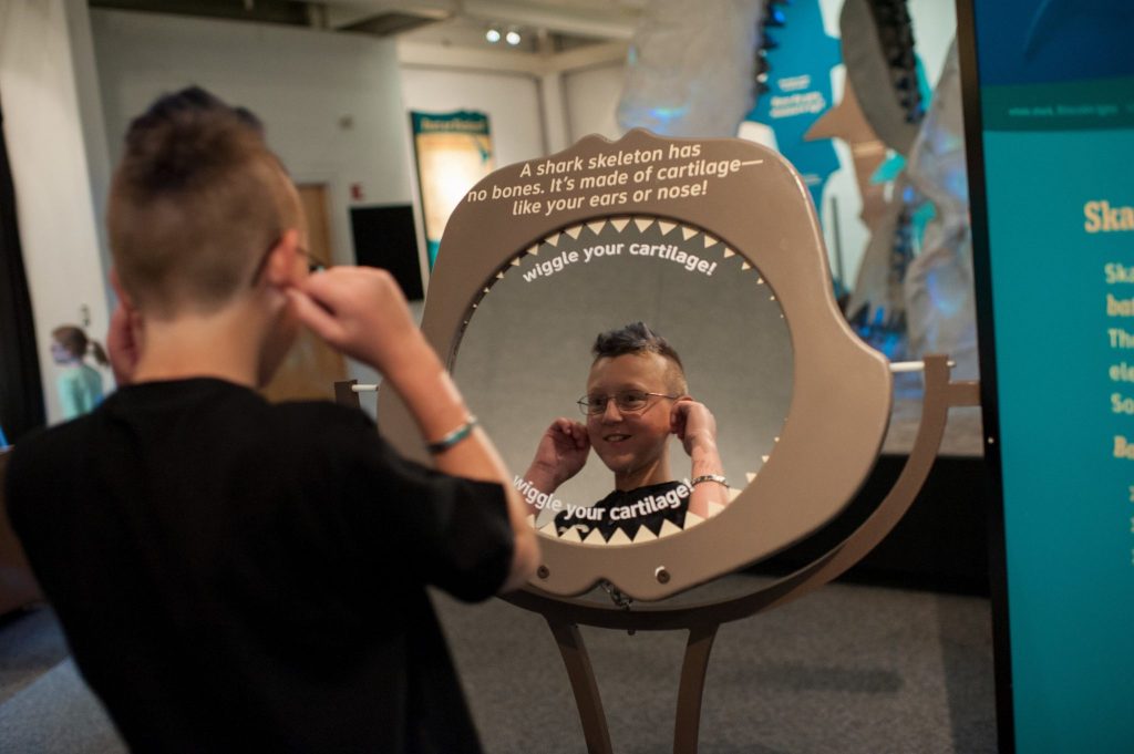 a young visitor looks into a mirror while holding his ears. The mirror is shaped like a sharks jaw and text above and on it reads A shark skeleton has no bones. It's made of cartilage- like your ears and nose! wiggle your cartilage!
