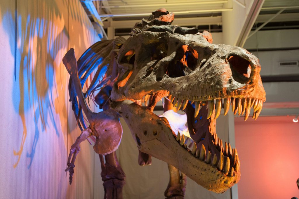 t. rex skull