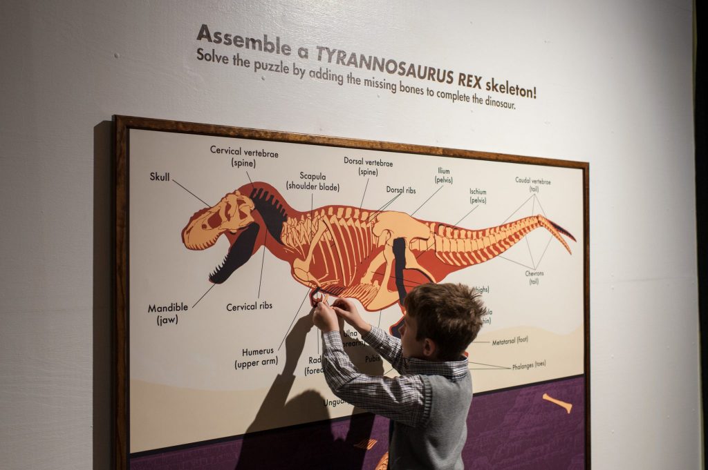child holding up small bones to the interactive T. rex puzzle displayed on the wall. Text on the wall reads Assemble a Tyrannosaurus Rex skeleton! Solve the puzzle by adding the missing bones.