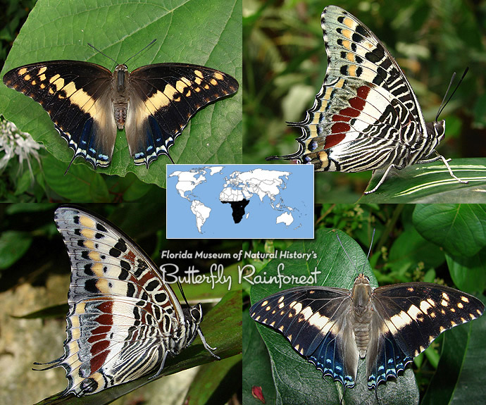 ID Guide: Brown Butterflies – Exhibits