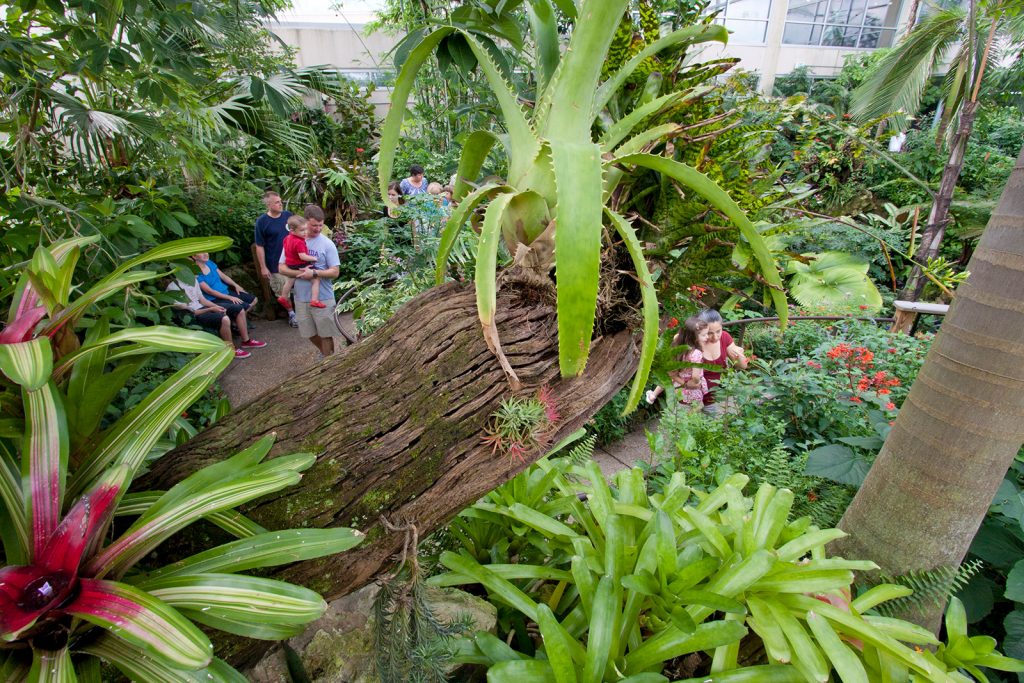 butterfly-rainforest-exhibits