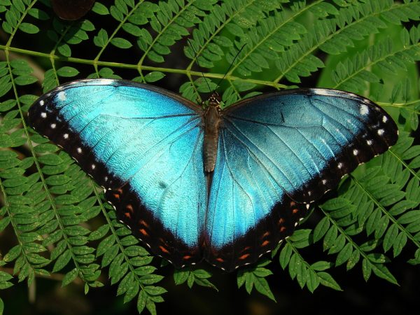 Blue Morpho butterfly, wings open