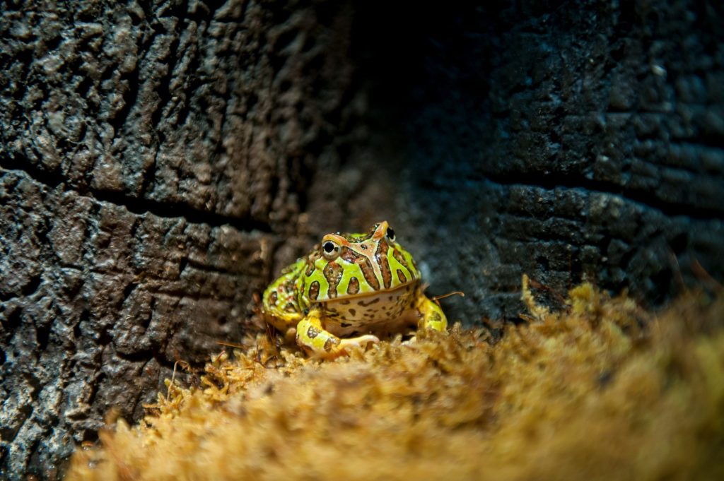 green and brown spotted frog