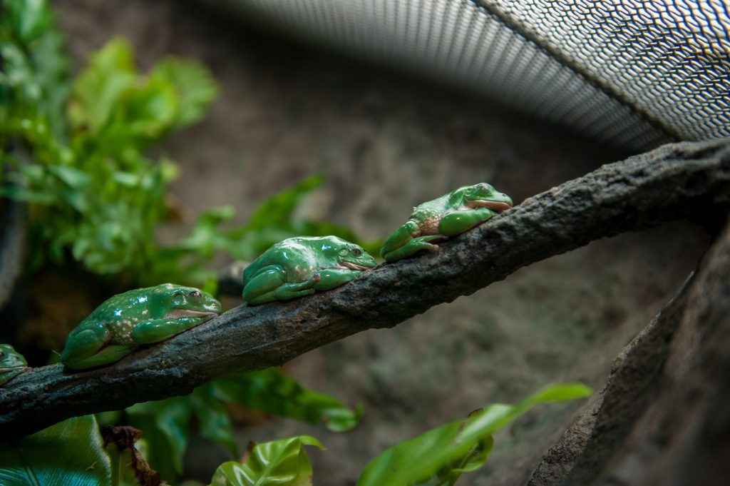 three green frogs sitting on a branch