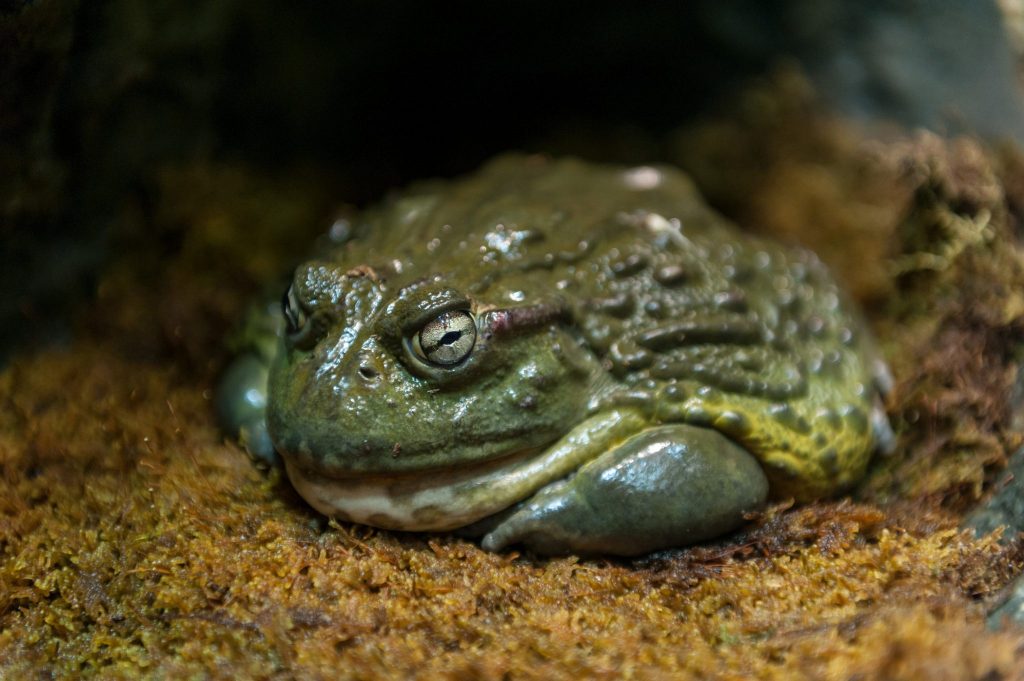 large green tode