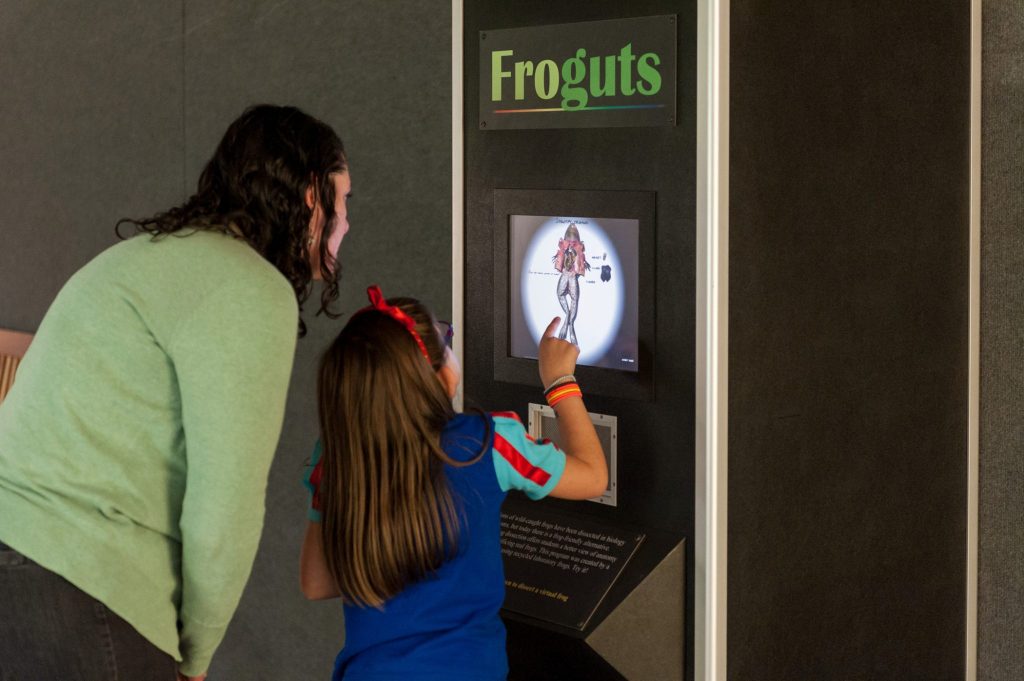 child and adult looking a displayed image of the anatomy of a frog