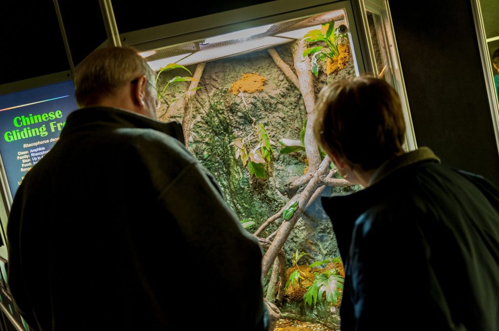 two people looking at live frogs in a glass exhibit case