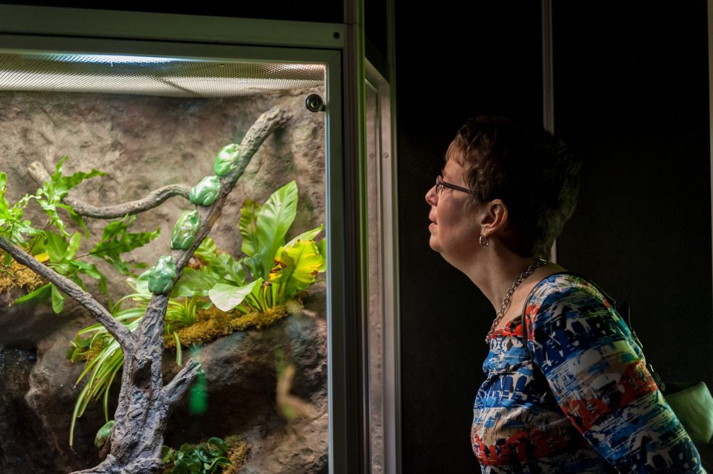 woman looking at live frogs in a glass exhibit case