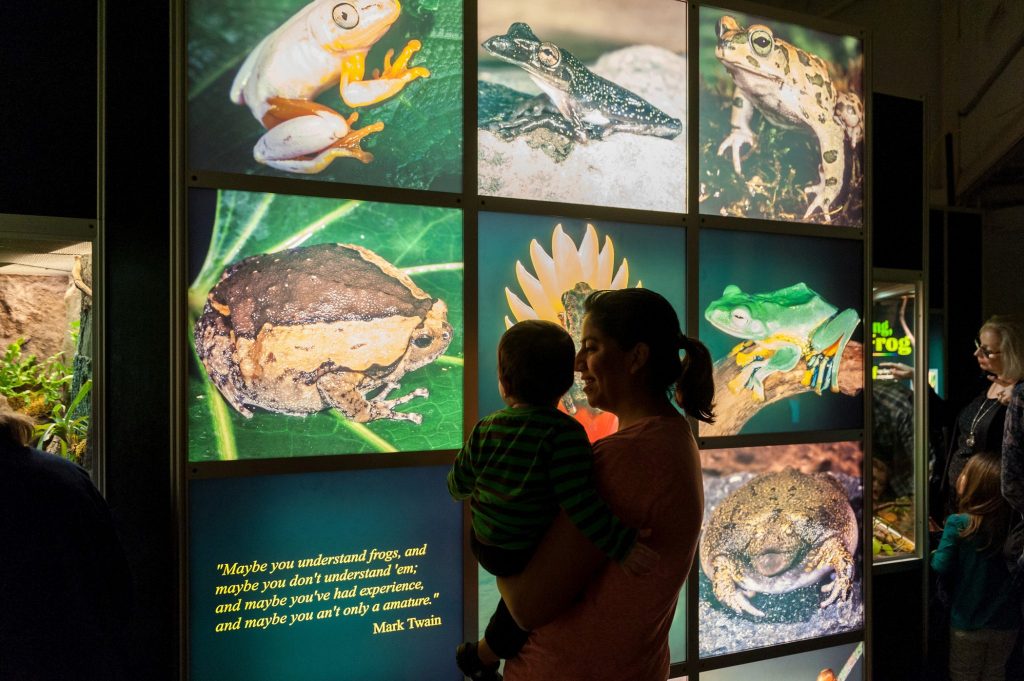 adult holding a toddler in front of illuminated display of frog photos