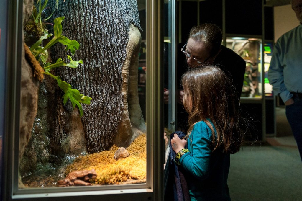 adult and child looking at live frogs in a glass exhibit case