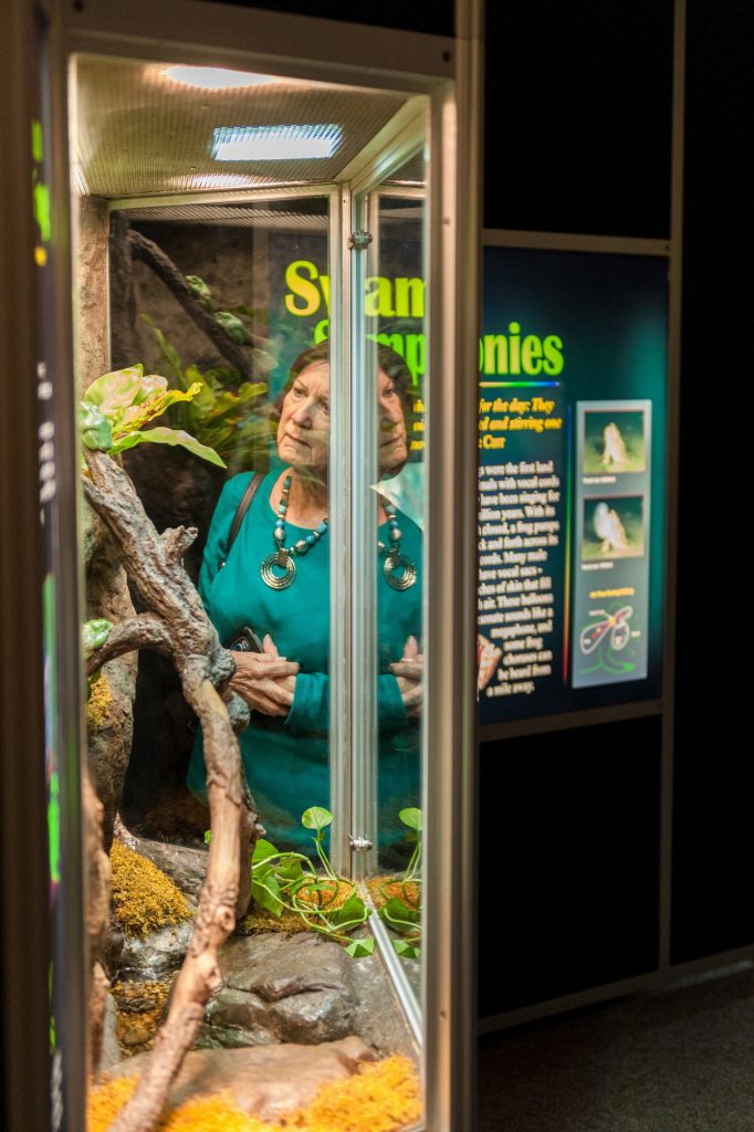 woman looking at live frogs in a glass exhibit case