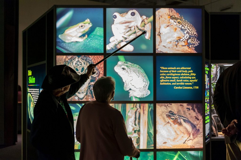 two people stand in front of a wall display showing large photos of frogs, one persons has a cane raised, pointing to one of the frogs