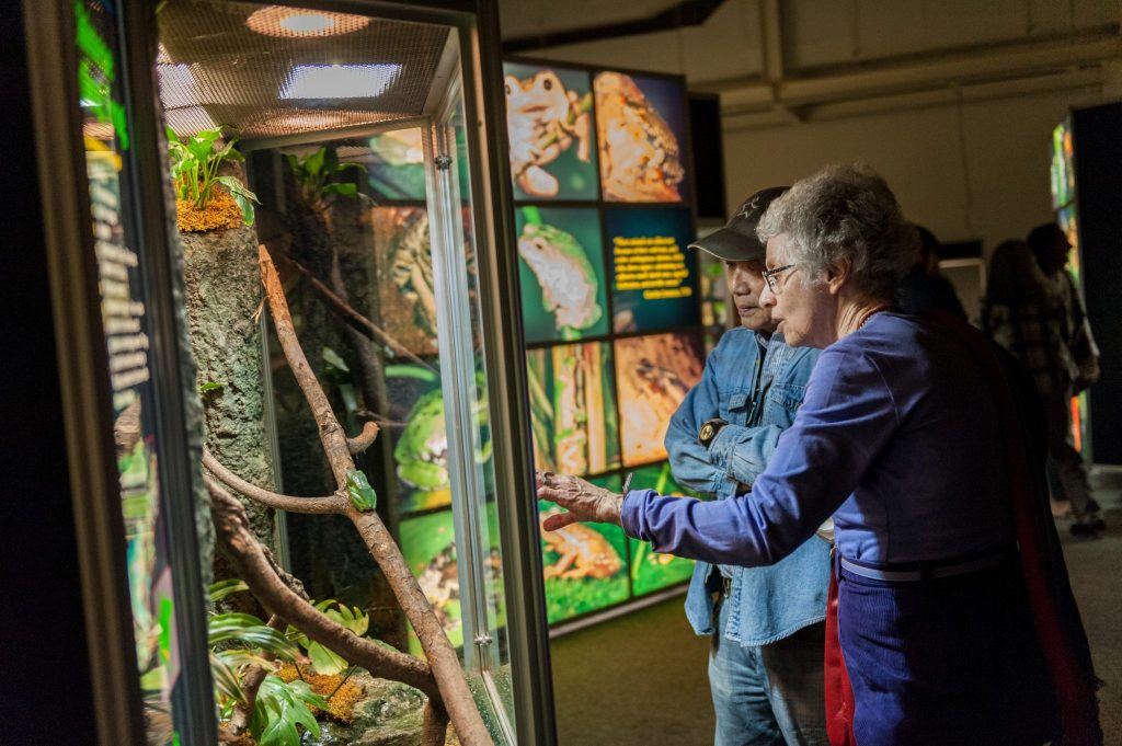 two people look into a glass exhibit case at live frogs