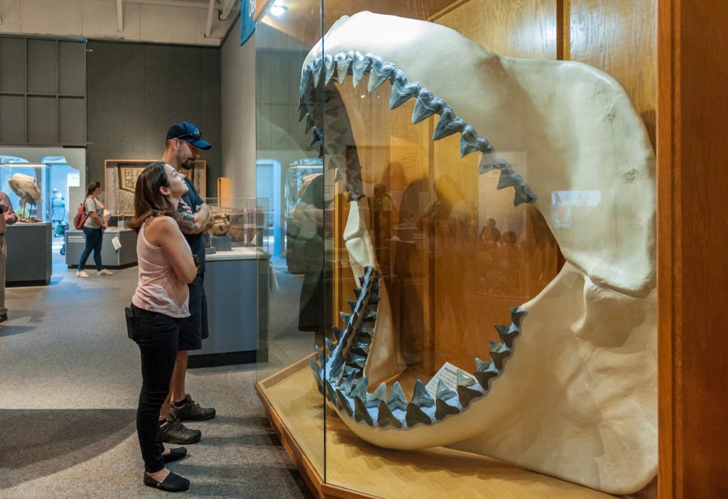visitors look at large megalodon jaw on display. the open jaw is taller than the visitors by several feet