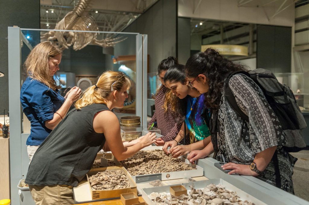 visitors speak with scientists and look at the collection of small bones in the interactive portion of the exhibit