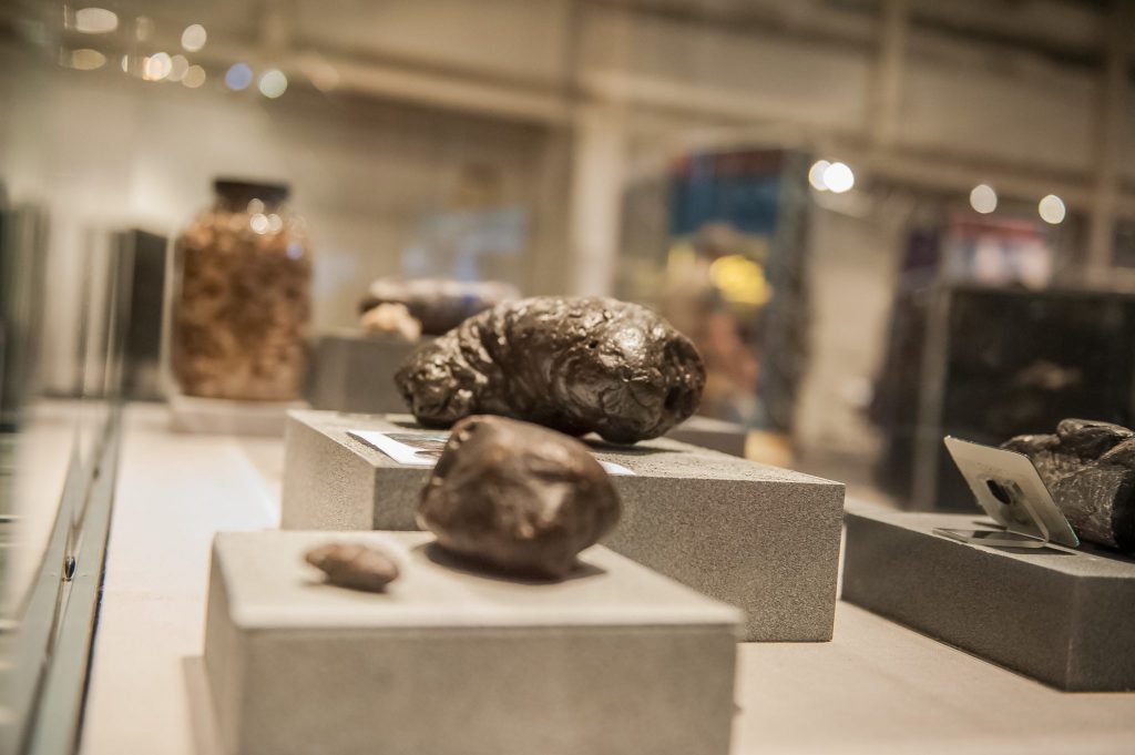 scat displayed in the scoop on poop exhibit