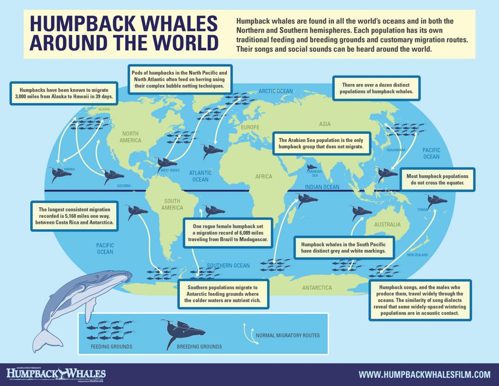 Hope for Humpbacks – Exhibits