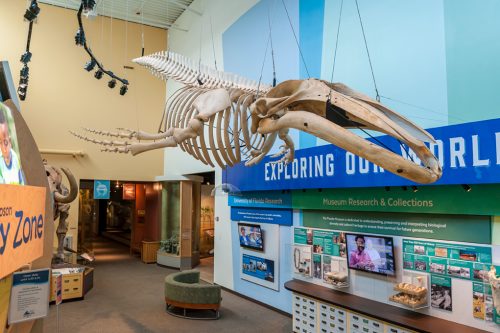 Looking at Humphrey the Whale – Exhibits