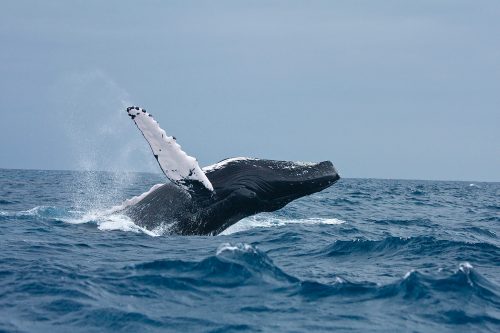 Hope for Humpbacks – Exhibits