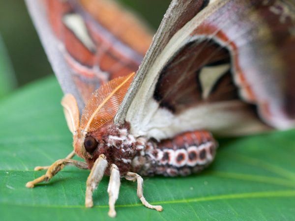 Butterfly Rainforest At Florida Museum Of Natural History, 47% OFF