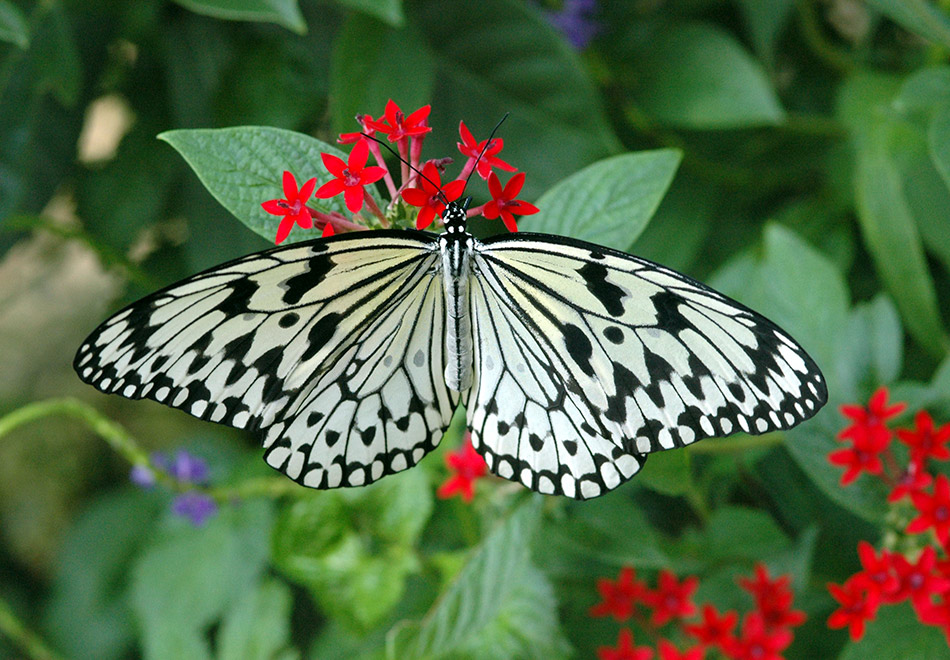 Butterfly Rainforest Moment, Tree nymph – Exhibits