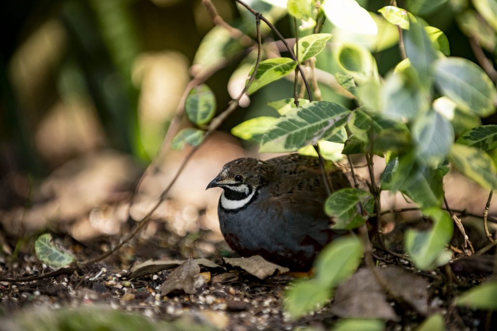quail hiding under leaves